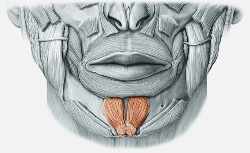 Phần cơ cằm của bạn