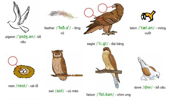 Tên các loài chim bằng tiếng Anh
