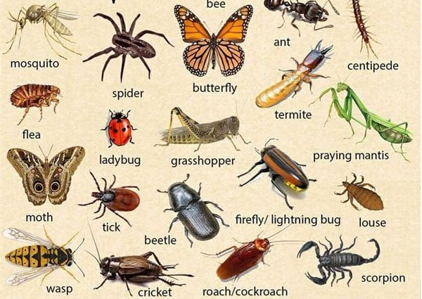 Tên các loại côn trùng bằng tiếng Anh