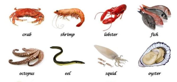 Tên động vật dưới nước bằng tiếng Anh