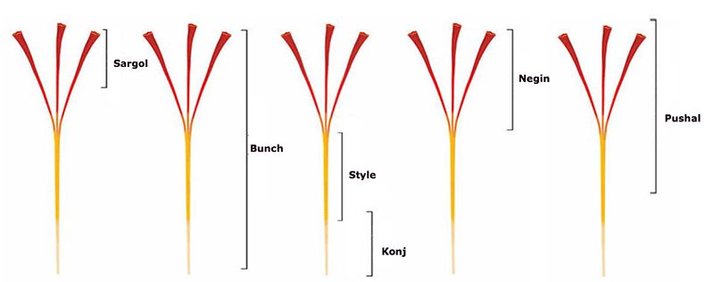 Các loại saffron và cách phân biệt saffron thật giả