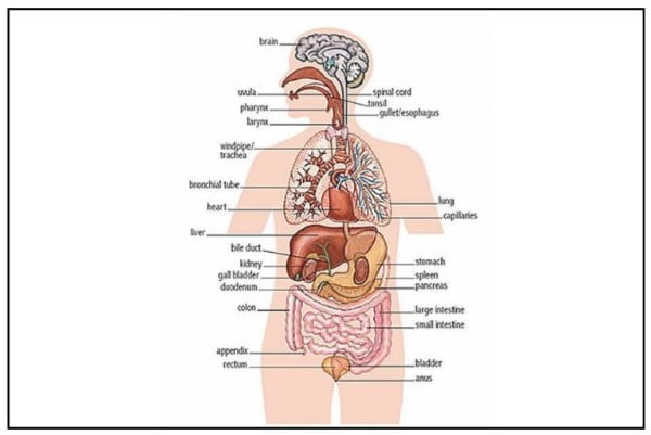 Từ vựng tiếng Anh về các bộ phận bên trong cơ thể