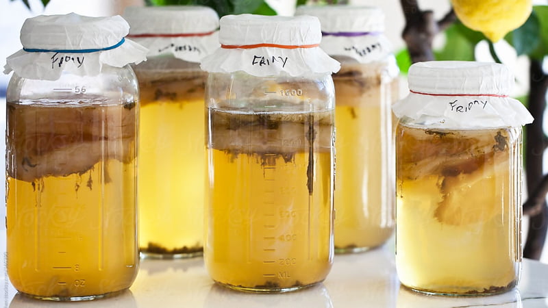 Kombucha tự làm tại nhà