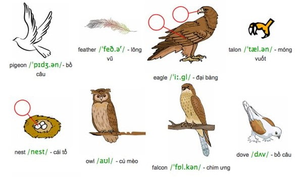 hoc-tieng-anh-qua-ten-cac-con-vat-giup-ban-hoan-thien-ky-nang-tieng-anh-tot-nhat